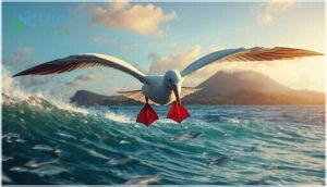 red-footed booby red-footed booby