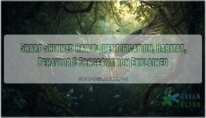 sharp shinned hawk sharp shinned hawk