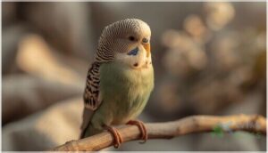 signs of aging in budgies signs of aging in budgies