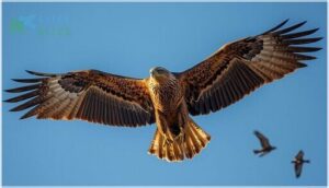 size, wingspan, and shape size, wingspan, and shape