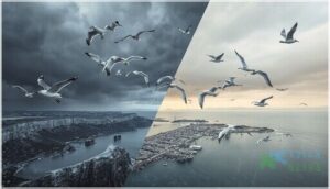 where do seagulls go in winter where do seagulls go in winter