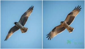 wing structure and adaptations