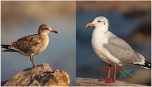 adult vs. juvenile plumage adult vs. juvenile plumage