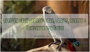 african grey parrot african grey parrot