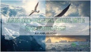 arctic tern arctic tern