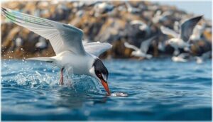 arctic tern behavior and diet arctic tern behavior and diet
