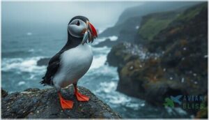 atlantic puffin atlantic puffin