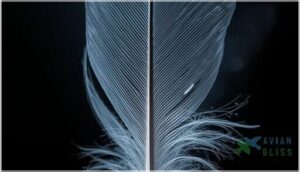 barbs, barbules, and vane formation barbs, barbules, and vane formation