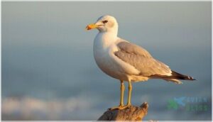 beak and leg color details beak and leg color details