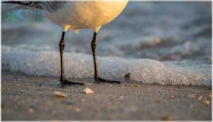 bill and leg structure bill and leg structure