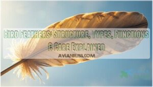 bird feathers bird feathers