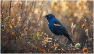 blue grosbeak blue grosbeak