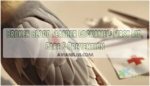 broken blood feather cockatiel broken blood feather cockatiel