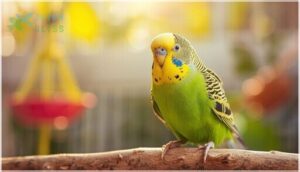 budgerigars (budgies) budgerigars (budgies)