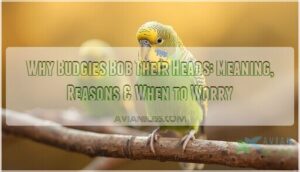 budgie bobs head budgie bobs head