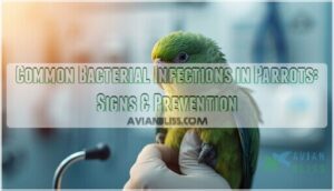 common bacterial infections in parrots common bacterial infections in parrots