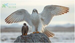 comparison with other falcons comparison with other falcons