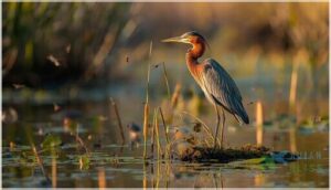 conservation status and protection efforts conservation status and protection efforts