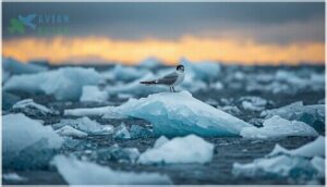 conservation status and threats conservation status and threats