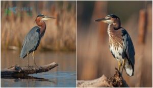 differences between adults and juveniles differences between adults and juveniles