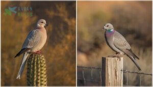 distinguishing doves from pigeons distinguishing doves from pigeons