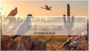 doves in arizona doves in arizona