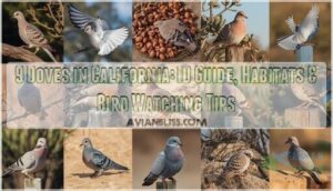 doves in california doves in california