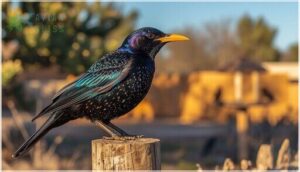 european starling european starling