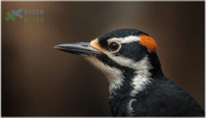 facial markings and crown coloration facial markings and crown coloration