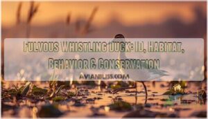 fulvous whistling duck fulvous whistling duck