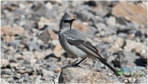 gray and black plumage gray and black plumage