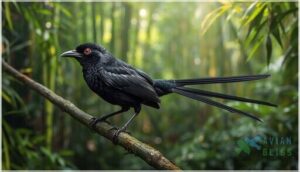 greater racket-tailed drongo greater racket-tailed drongo