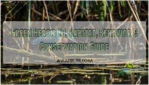 green heron green heron