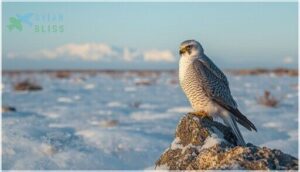gyrfalcon habitat and range gyrfalcon habitat and range