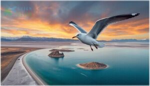 habitat and migration of the california gull habitat and migration of the california gull
