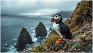 horned puffin horned puffin