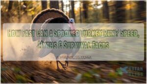 how fast can a spooked turkey run how fast can a spooked turkey run