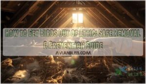 how to get birds out of attic how to get birds out of attic