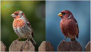 identification tips for birdwatchers identification tips for birdwatchers