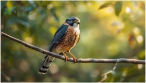 identifying sharp-shinned hawks in the field identifying sharp-shinned hawks in the field
