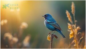 indigo bunting indigo bunting