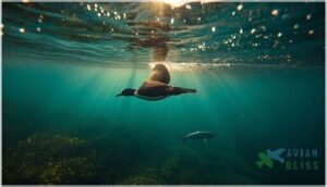 loons and grebes loons and grebes