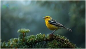 magnolia warbler magnolia warbler