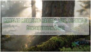 marbled murrelet marbled murrelet