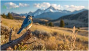 mountain bluebird mountain bluebird
