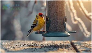 nyjer seed for finches and sparrows nyjer seed for finches and sparrows