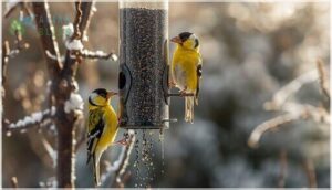 nyjer (thistle) seeds nyjer (thistle) seeds