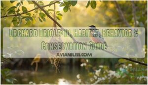 orchard oriole orchard oriole