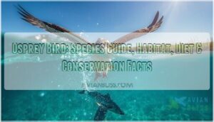 osprey bird osprey bird