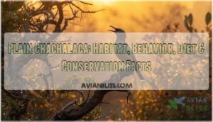 plain chachalaca plain chachalaca